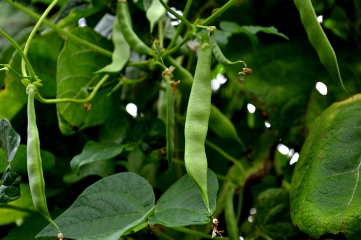 long-green-bean